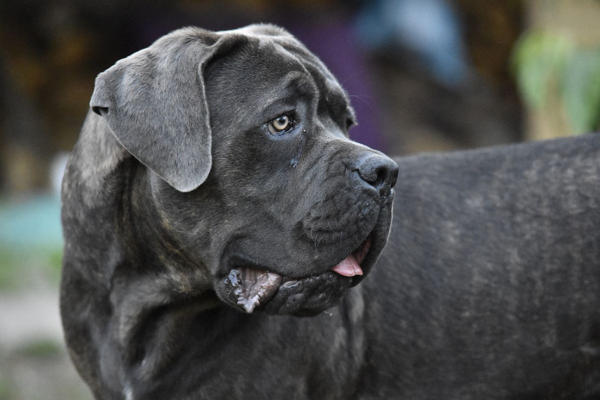 Quanto Custa um Cane Corso de Qualidade?